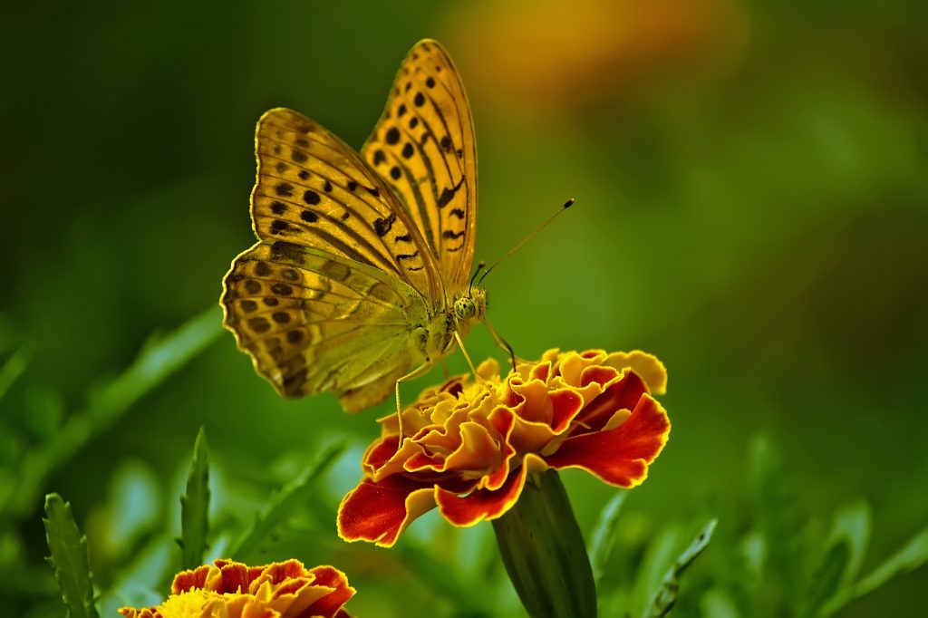 Mariposas amarilla sobre bonitas flores