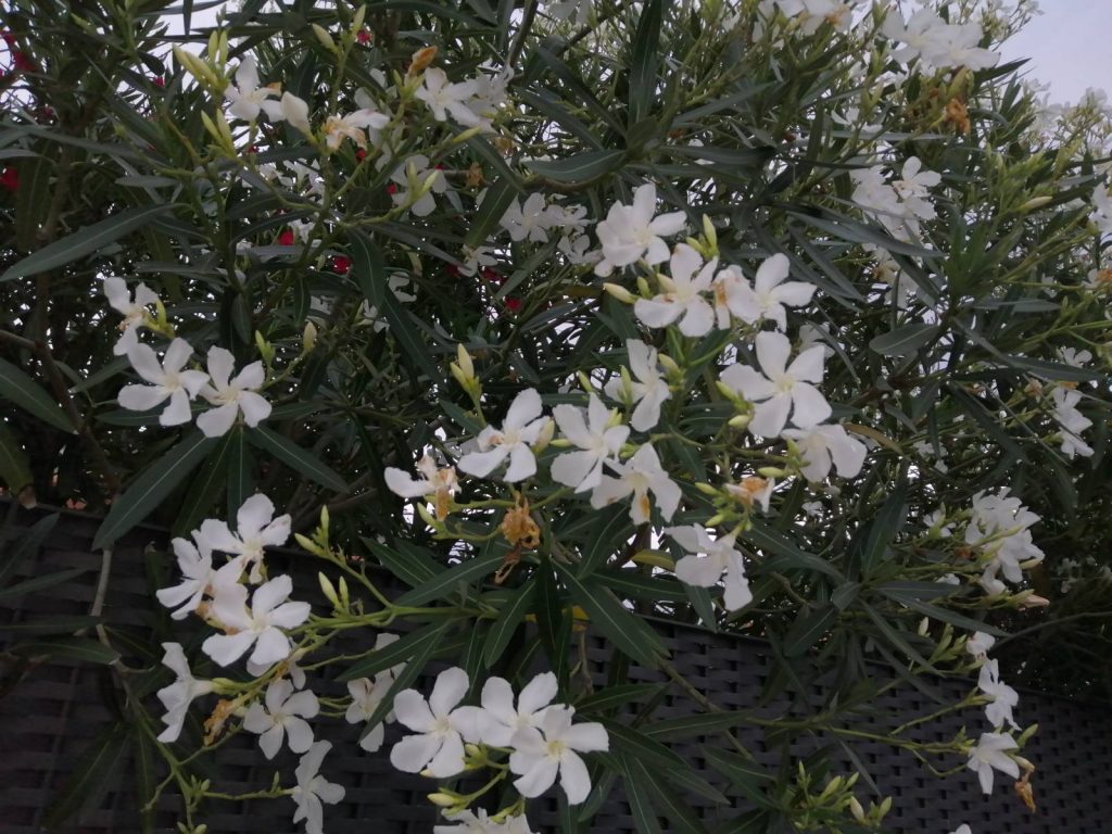 A la Adelfa blanca la podemos considerar entre los Ã¡rboles de flores.