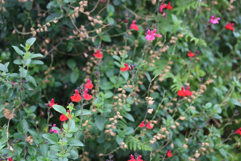 plantas trepadoras perennes rojas para colocar en un muro