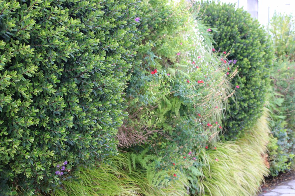 muro lleno de plantas trepadoras perennes