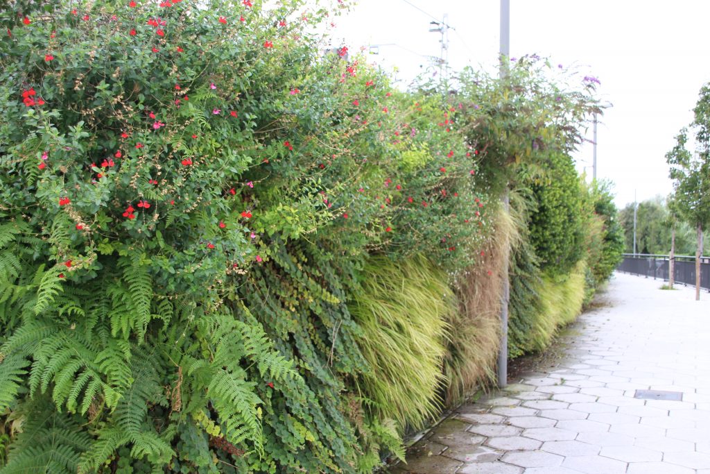 muro de plantas trepadoras perennes