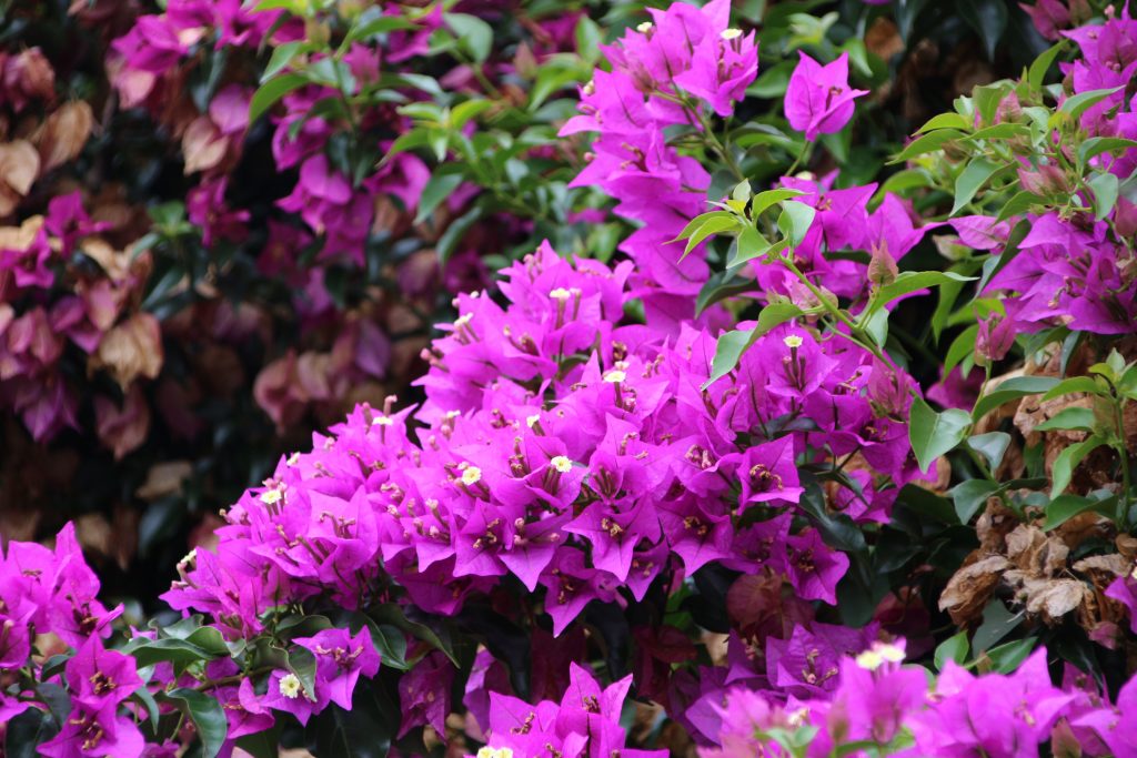 Flores de buganvilla