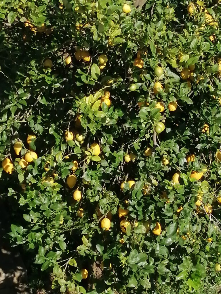 Limonero lleno de limones