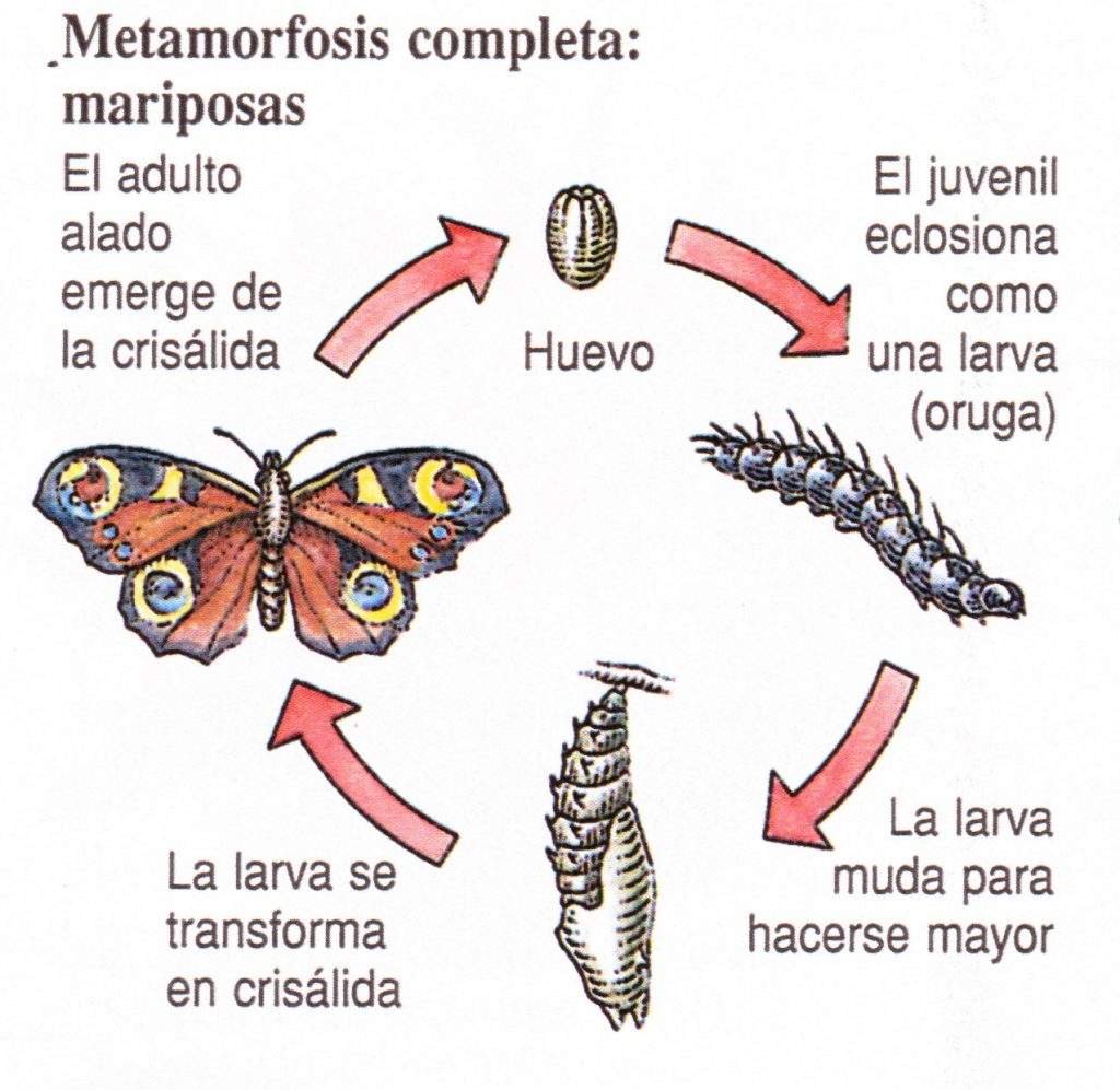 Metamorfosis completa de las mariposas