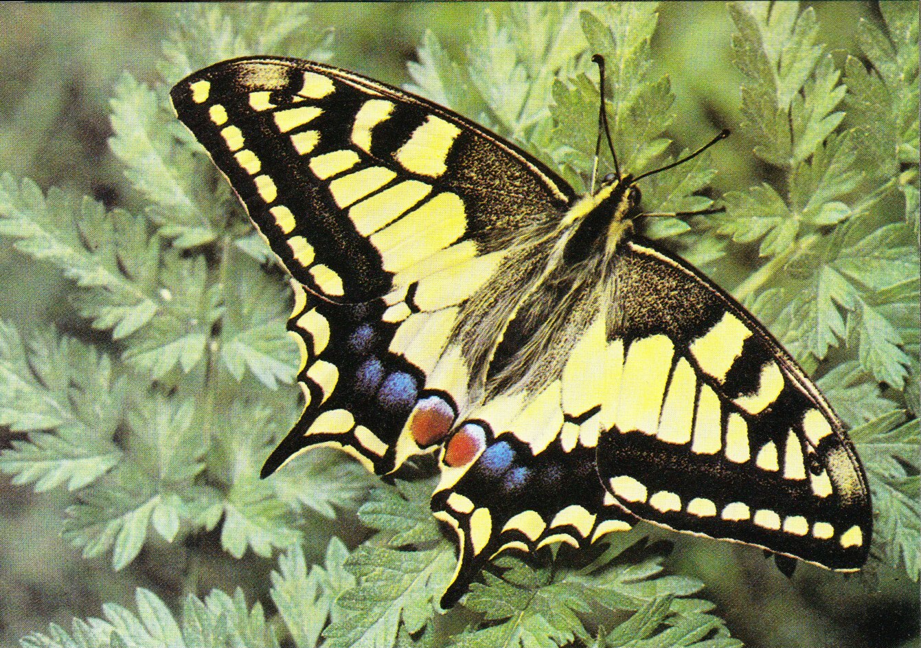 Mariposa Macaón