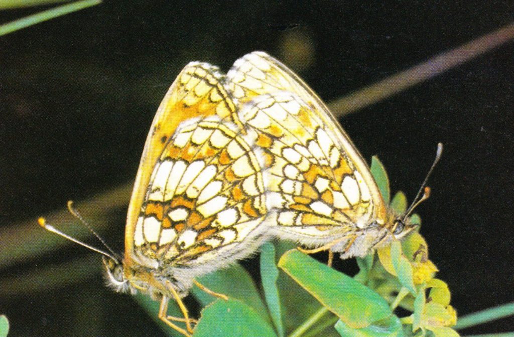 mariposa Doncella común