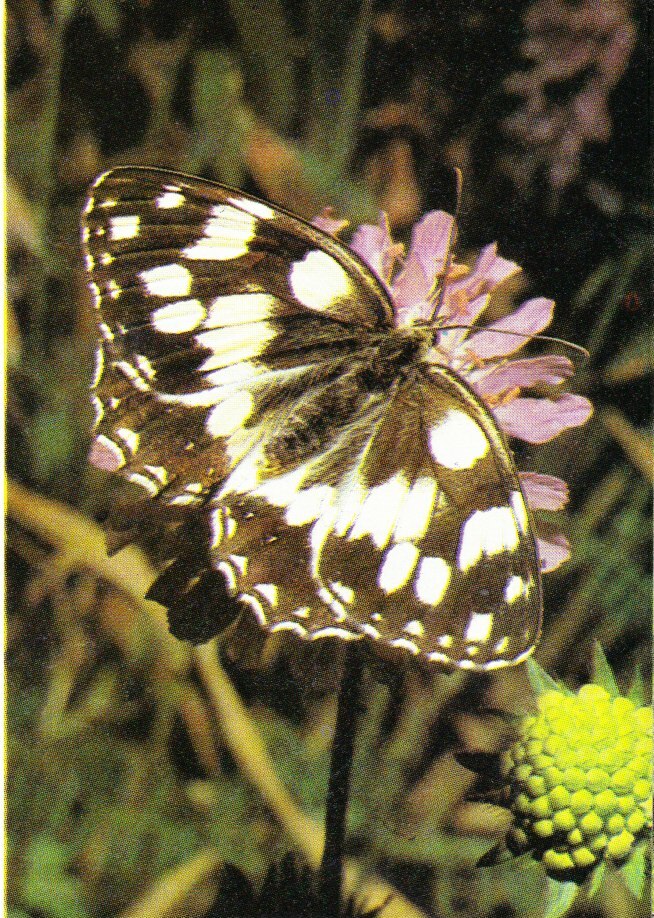Mariposa Mediluto Norteña