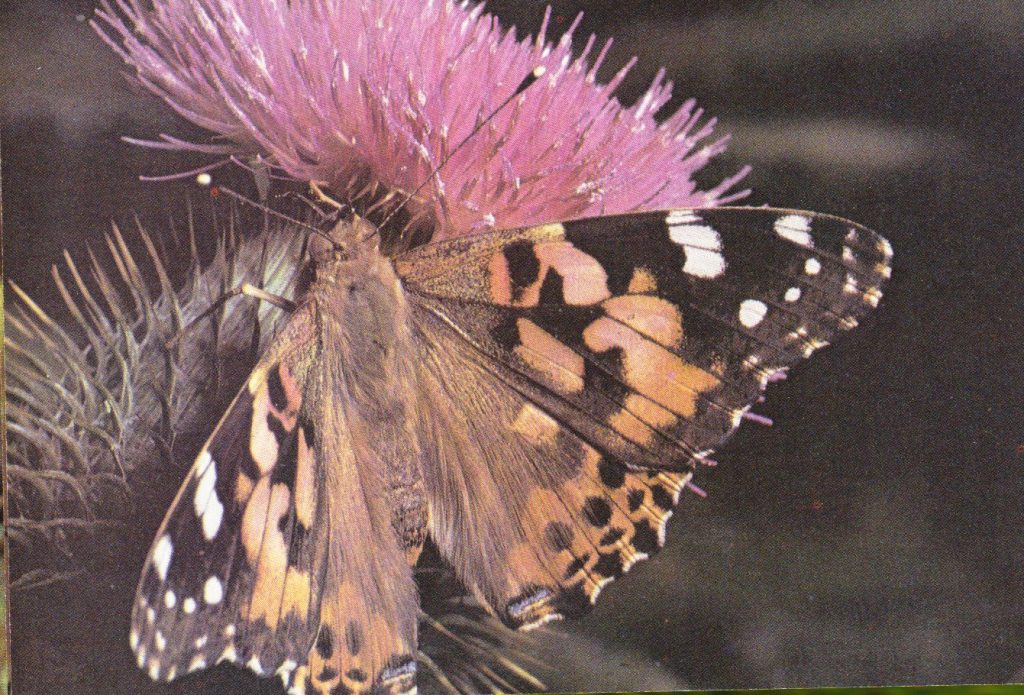 Mariposa Vanesa de los Cardos