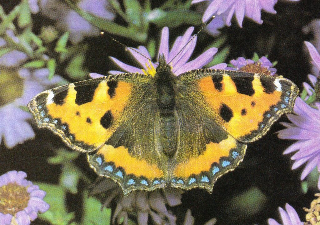 Mariposa Ortiguera, belleza y armonía en tu jardín
