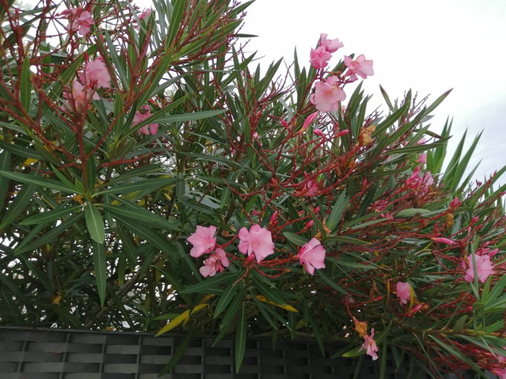 Planta de Adelfa rosa