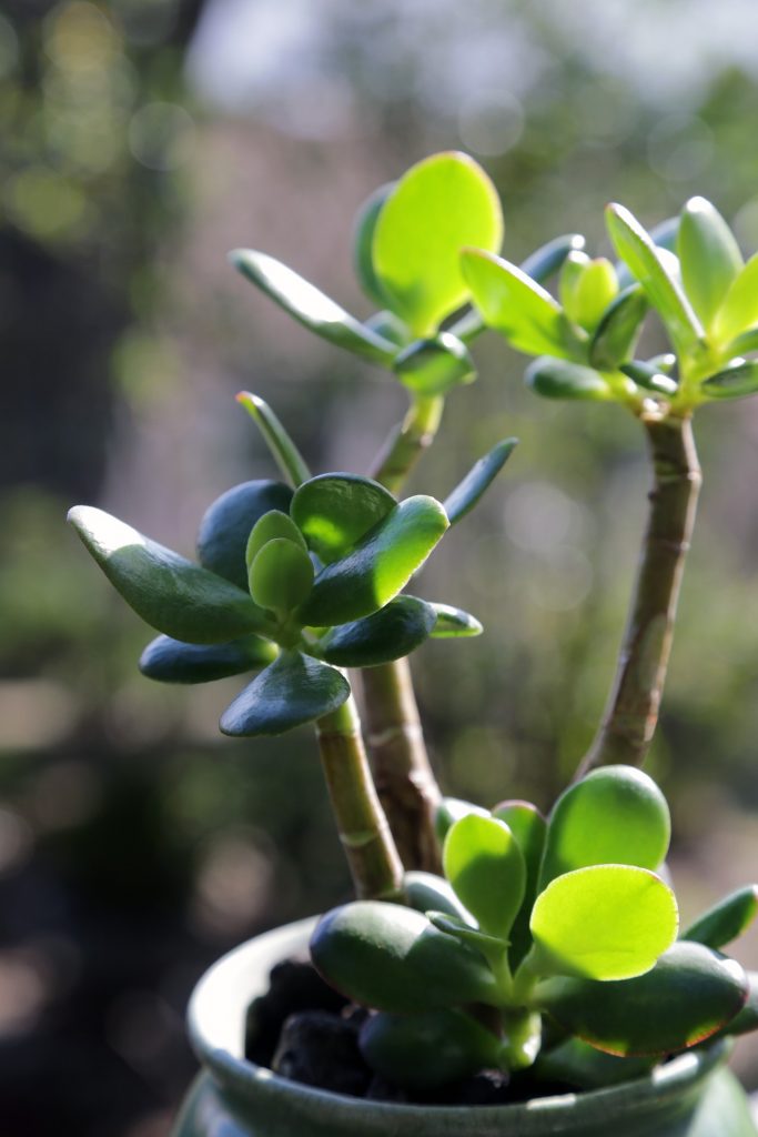 Árbol de Jade bonsai.
