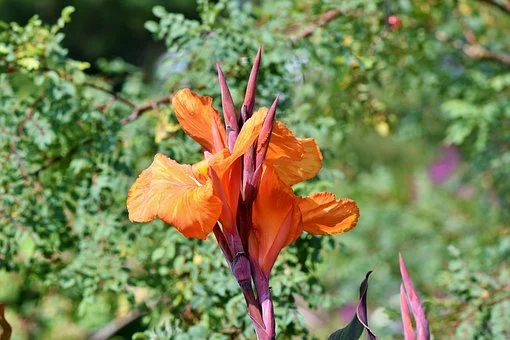Caña de Indias de color naranja, para conseguir la belleza y armonía en tu jardín