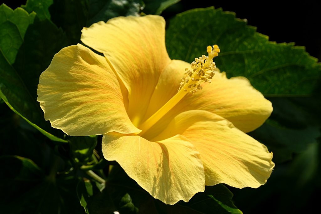  Bonito Hibisco amarillo, para aprender cómo hacer un jardín bonito