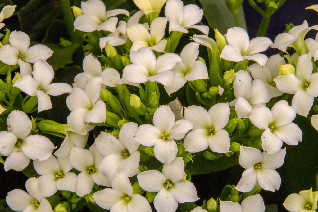 Kalanchoe de flor blanca