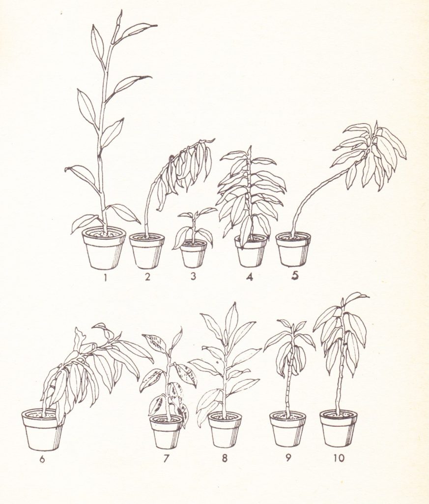 Distintas imágenes de plantas que representan las necesidades de cada una.