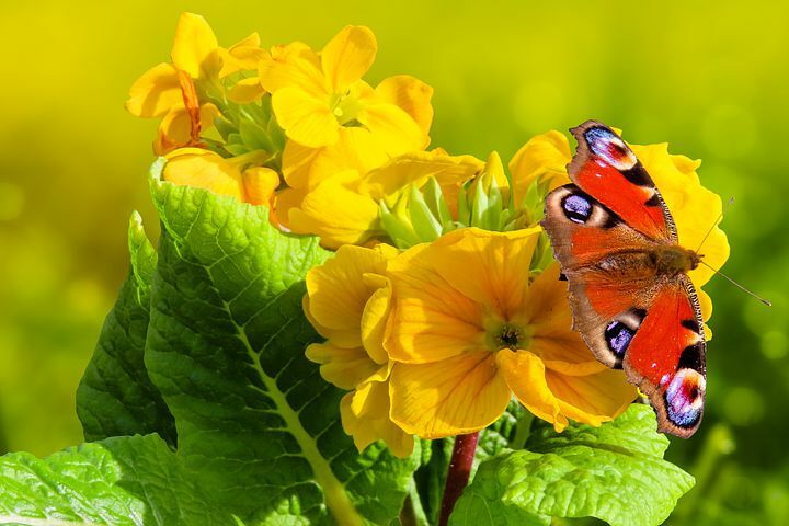 Flores para plantar en primavera y se llenen de mariposas