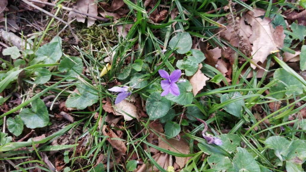 La belleza de la naturaleza la puedes encontrar en la violeta de bosque, solo tienes que hacer un buen regalo