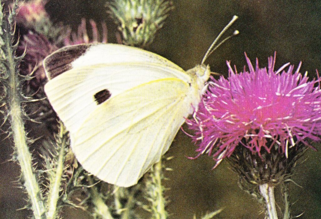 mariposa blanca de la col