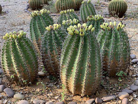 Diferentes clases de cactus