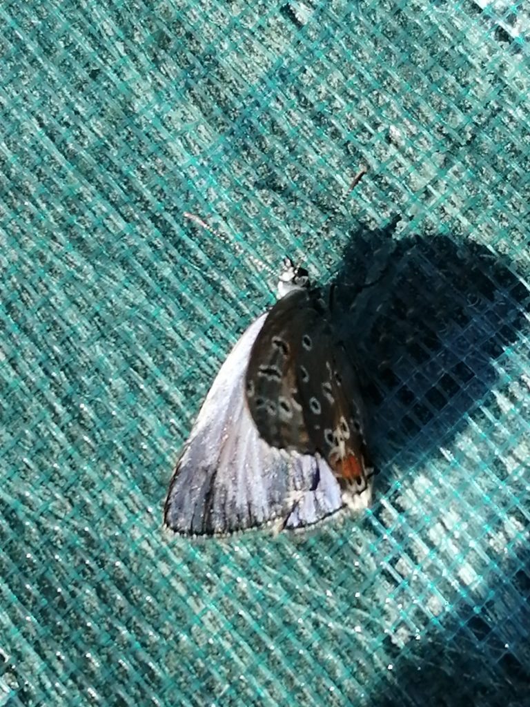 mariposa icaro
