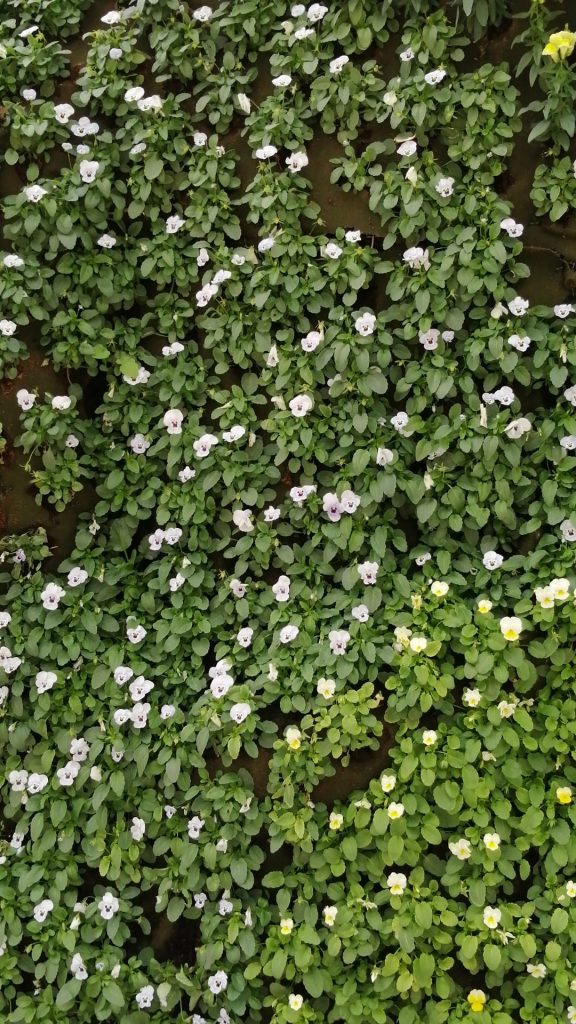 Violeta de persia blanco