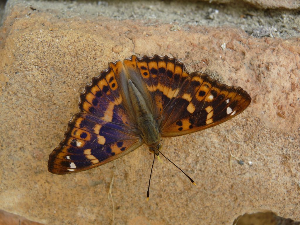 Mariposa, emperador púrpura