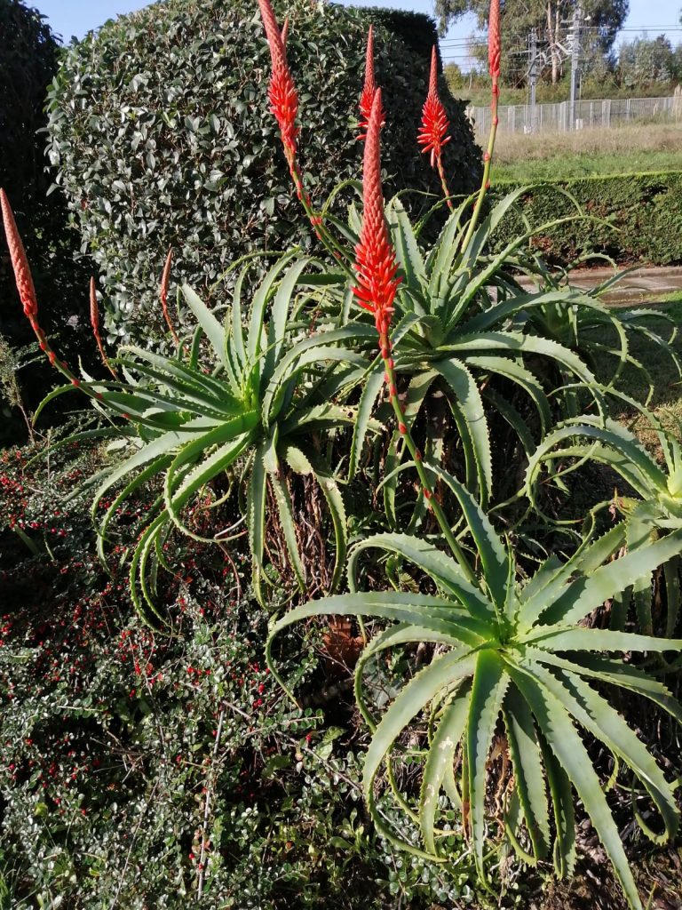 Aloe arbóreo