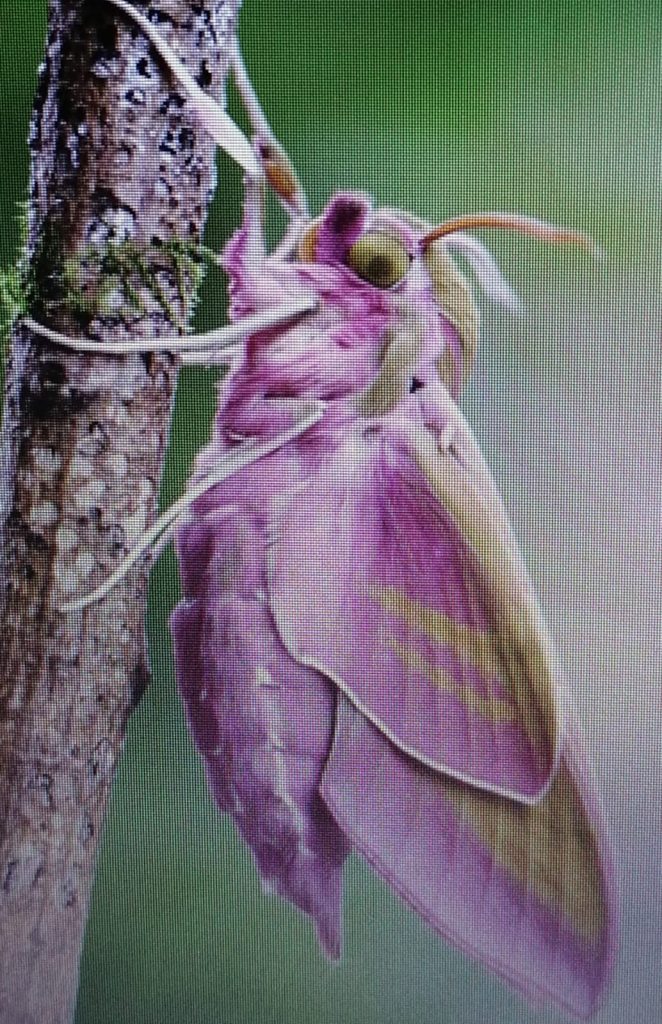 Mariposa esfinge de la vid