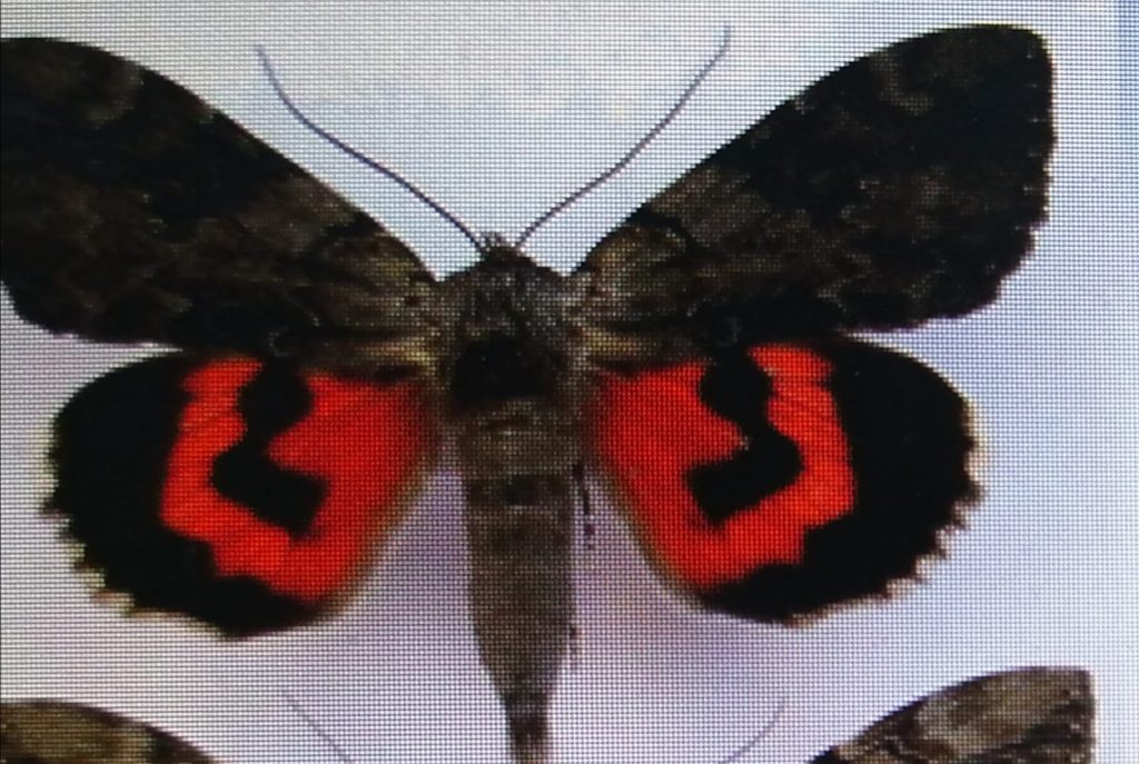 Mariposa Catocala Nupta