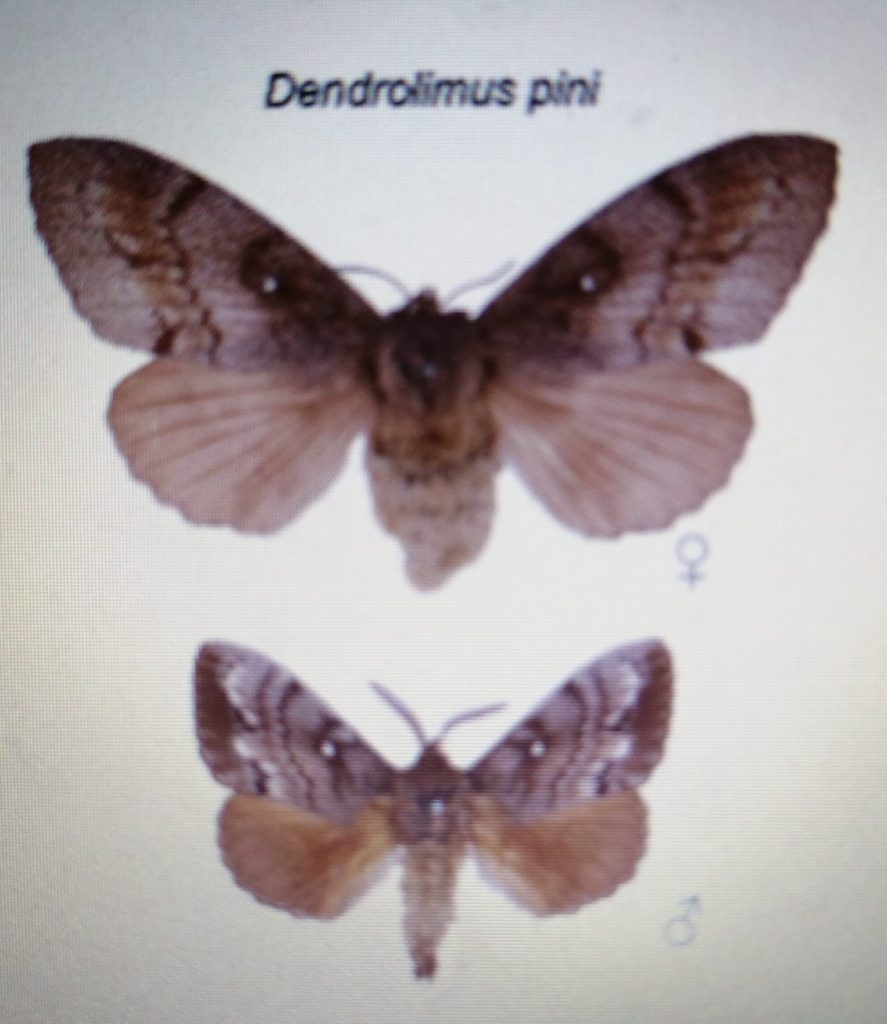 Mariposa Dendrolimus pini