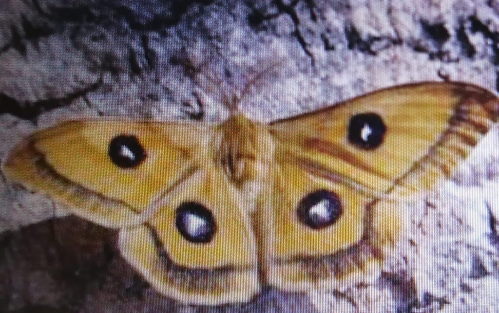 Mariposa Aglia Tau